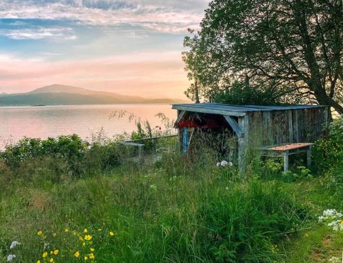 a bench sitting in a field next to a body of water at House by the Sea in Sortland