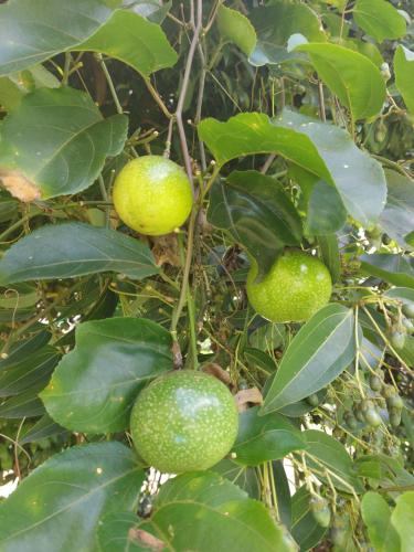 trois fruits verts sur un arbre à feuilles dans l'établissement Kanell, à Gros-Morne
