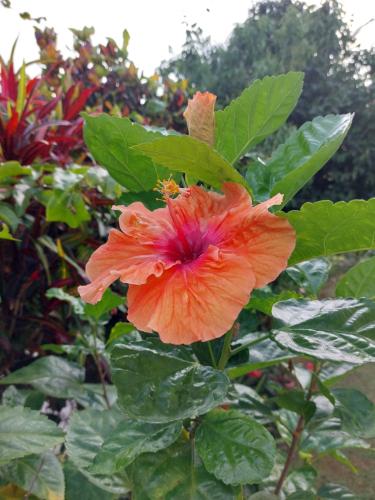 an orange flower on a plant with green leaves at Kanell in Gros-Morne