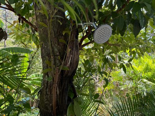 a shower in a tree in the jungle at Amaj Eco Lodge in Sámara