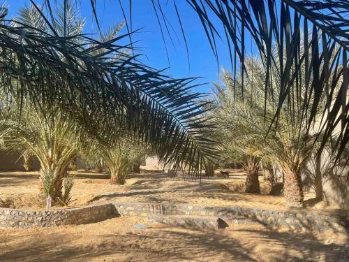 托澤爾的住宿－SANDROSE，沙漠中的一排棕榈树