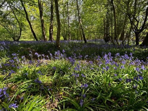 un champ de fleurs bleues dans une forêt dans l'établissement Sussex Bell Tent, à Pulborough