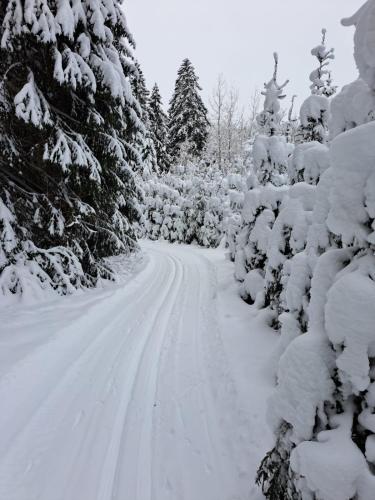 a snow covered road with trees covered in snow at ZELTA KROGS in Brekti