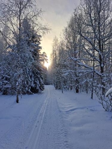 a snow covered road with trees and the sun in the distance at ZELTA KROGS in Brekti