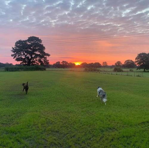 dois cães correndo em um campo ao pôr do sol em Apartment over barn with views em Mobberley