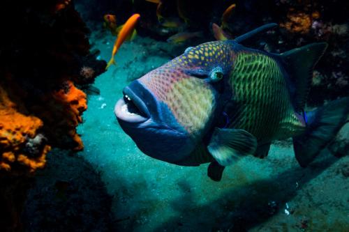 a colorful fish swimming in the water at Sodwana Bay Lodge Dive & Fishing Resort in Sodwana Bay