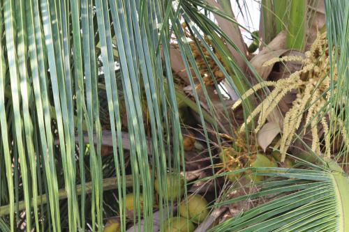 un primer plano de una palmera con frutas verdes en Hotel Tulip towers near SNS engineering college, en Coimbatore