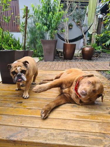 two dogs are laying on a wooden deck at Refúgio dos Coiotes in Cambara do Sul