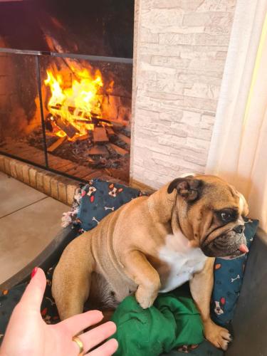 a dog sitting in a chair in front of a fireplace at Refúgio dos Coiotes in Cambara do Sul