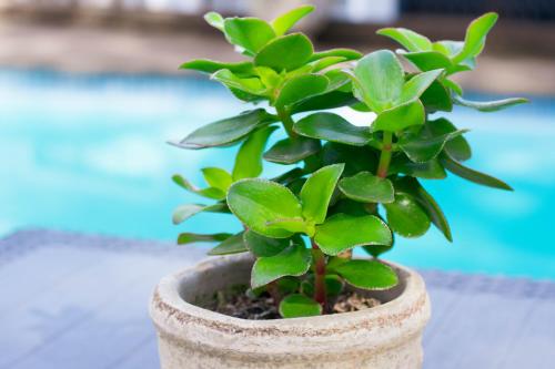 a plant in a pot next to a pool at African Sands B&B in Amanzimtoti