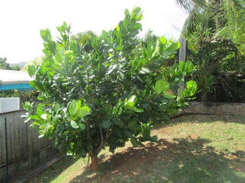 a small tree in a yard next to a fence at Villa Bwa Kannel in La Trinité