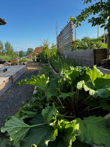 a garden with large green plants in the foreground at Fantastisk Vätterutsikt mellan Habo och Bankeryd. in Habo