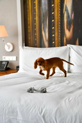 a dog standing on a bed with a toy on it at DoubleTree by Hilton Wroclaw in Wrocław