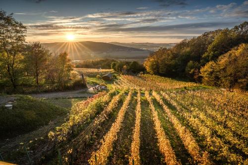 a field of vines with the sunset in the background at Apartament Dąbrówka w Winiarni in Dąbrówka Szczepanowska