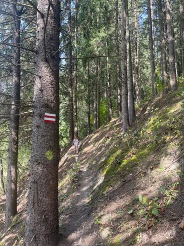 a person walking on a trail in the woods at Casa cu Tihna in Fundu Moldovei