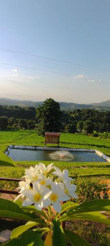 卡皮托利烏的住宿－Pousada Mirante dos Ipês - Capitólio - MG，池塘边的白色花,池塘边有长凳
