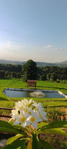 a white flower next to a pond with a bench at Pousada Mirante dos Ipês - Capitólio - MG in Capitólio