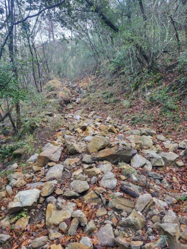 a rocky trail in the middle of a forest at Lou mas del ranc in Roquestéron