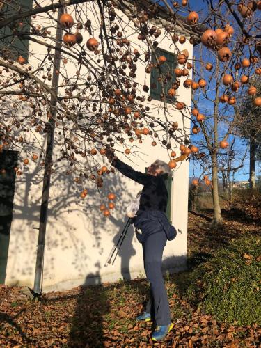 a woman reaching up to pick oranges from a tree at Il giuggiolo in Conegliano