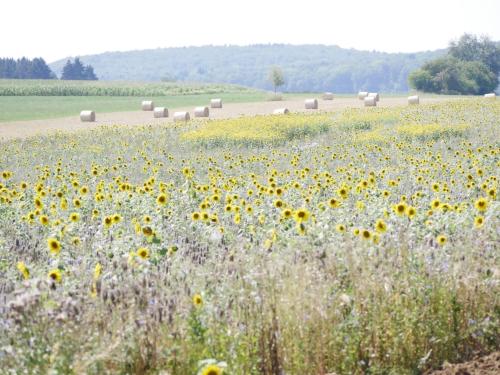 un campo de girasoles con fardos de heno en Ferienhaus Eichhölzle, en Münsingen