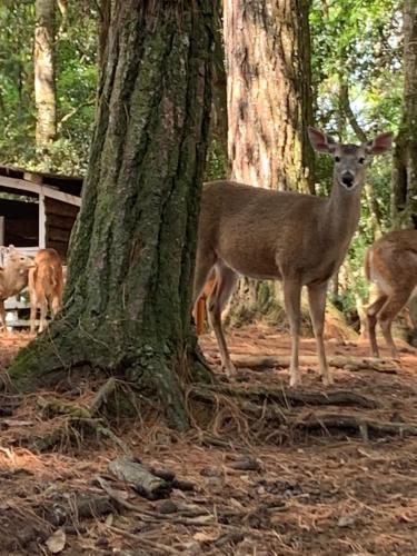 a deer standing next to a tree in the woods at Hotel Boutique y Restaurante Panisté in Santa Cruz Verapaz