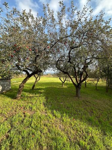 a group of apple trees in a field at Hazmarmar in Csernely