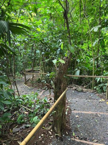 a wooden fence in the middle of a forest at Yogachal Vista Mar Bamboo House in the Jungle in Ojochal