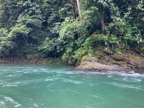 a river with green water in front of a forest at Villa di Bukit Lawang: LocalDailyLife, near Jungle in Bukit Lawang