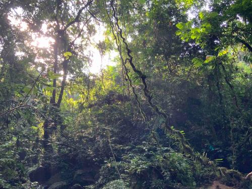 a forest with the sun shining through the trees at Villa di Bukit Lawang: LocalDailyLife, near Jungle in Bukit Lawang