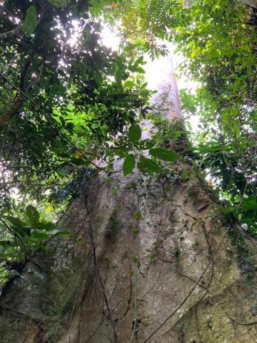 a tree in the forest looking up into the sky at Villa di Bukit Lawang: LocalDailyLife, near Jungle in Bukit Lawang