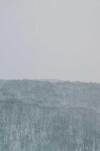 a black and white photo of a field with trees at MUWA NISEKO in Kutchan