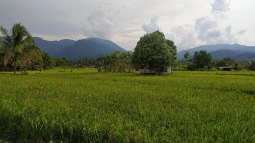 a field of green grass with a house in the middle at Villa di Bukit Lawang: LocalDailyLife, near Jungle in Bukit Lawang
