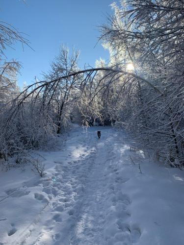 a dog walking down a snow covered path at Apartment Harmony - Tatranska Lomnica, Javorinka in Tatranská Lomnica