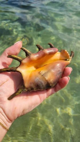 a hand holding a brown crab in the water at Kenno's Korner in Weligama