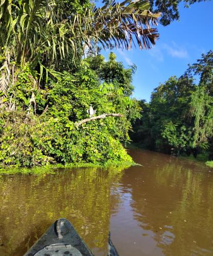 uitzicht vanaf de voorkant van een kano op een rivier bij Cabinas Agamy in Tortuguero