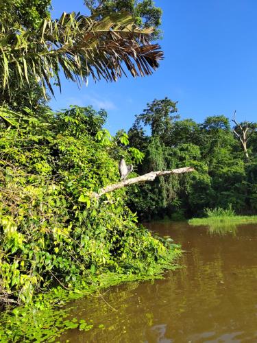 a bird sitting on a tree branch over a river at Cabinas Agamy in Tortuguero