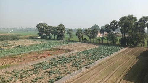 an aerial view of a field of crops at Sujata Buddha Homestay in Bodh Gaya