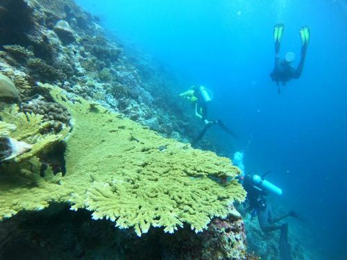 two people scuba diving over a coral reef at Manta Sea View Himandhoo in Himandhoo 