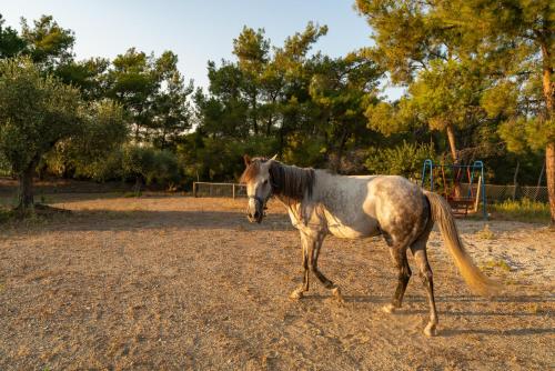 a horse standing in a field with a playground at AGROTOPIA Guesthouses in Theologos