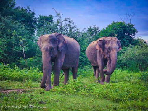 two elephants standing next to each other in a field at Yoma Wild Hotel in Udawalawe