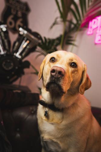 a brown dog sitting on a couch next to a plant at PHILSON Apartments in Saalbach Hinterglemm