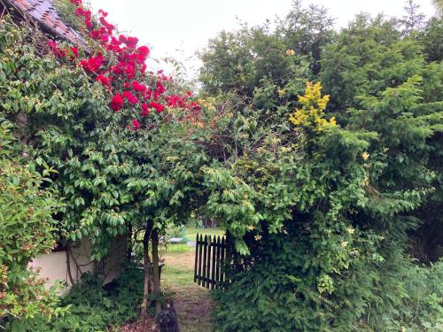 a garden with red flowers and a fence at Valley Farmhouse, Westhall in Southwold