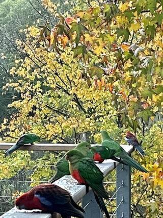 um grupo de aves sentadas em cima de uma cerca em Tranquil Holiday house in Kevington em Kevington