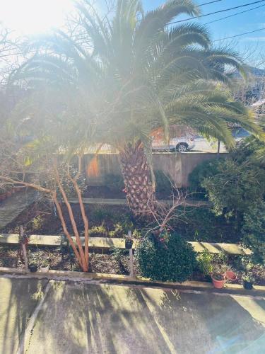 a palm tree in a yard with a car at Villa Jakos Paradise in Batumi