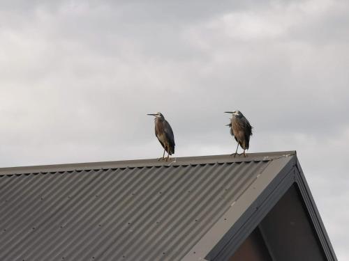two birds sitting on top of a roof at Gypsy Creek Retreat in Labertouche