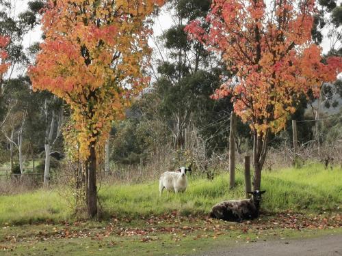 two sheep standing in a field between two trees at Gypsy Creek Retreat in Labertouche