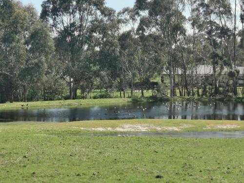 a pond in a park with grass and trees at Gypsy Creek Retreat in Labertouche