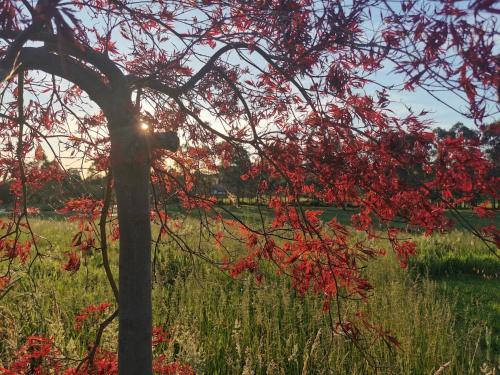 a tree with red leaves in a field at Gypsy Creek Retreat in Labertouche