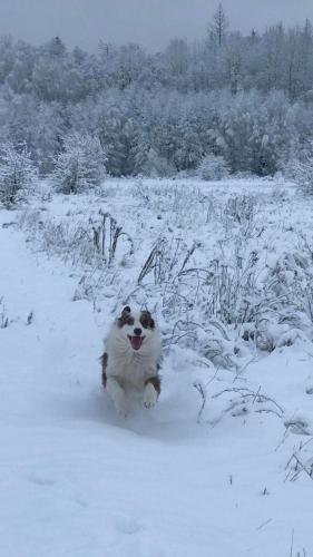 a dog running through a snow covered field at Zagroda w Puszczy in Białowieża