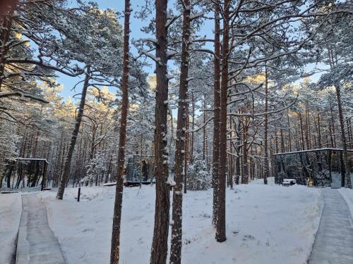 a snow covered forest with trees and snow covered ground at ÖÖD Hötels Lohusalu LEIDA & ENNO in Laulasmaa